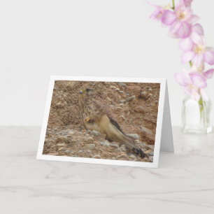 Tarjeta Pájaro común de cernícalo cnero, Falco Tinnunculus