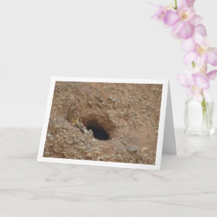 Tarjeta Pájaro común de cernícalo cnero, Falco Tinnunculus