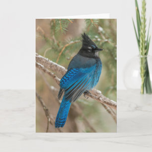 Tarjeta Pájaro de jay de Steller en árbol