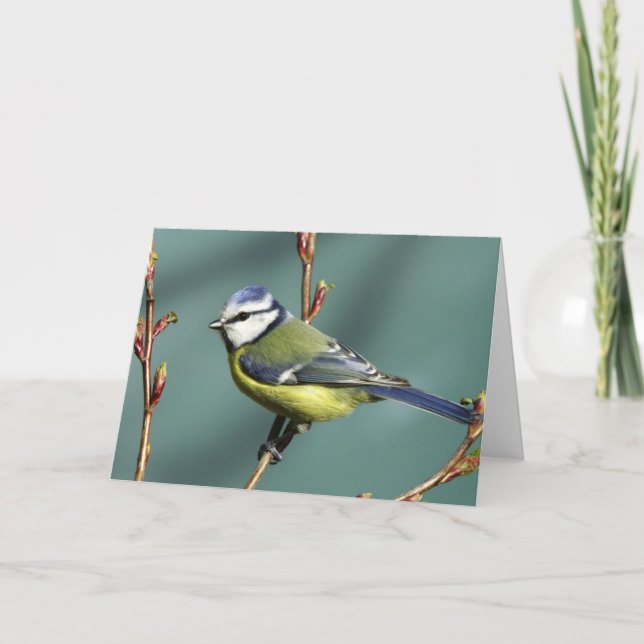 Tarjeta Pájaro de la canción (Anverso)