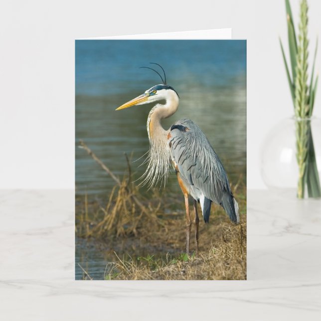 Tarjeta Pájaro de la garza de gran azul en la charca (Anverso)