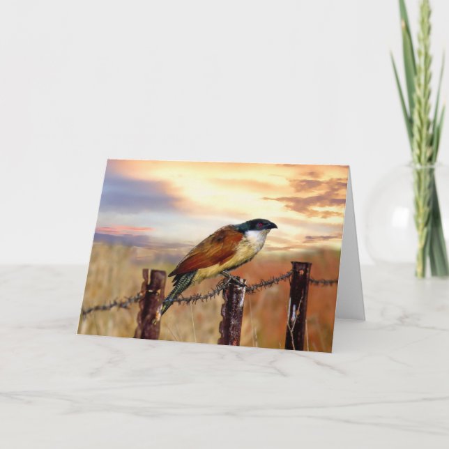 Tarjeta Pájaro del cuco de Coucal de Burchell (Anverso)