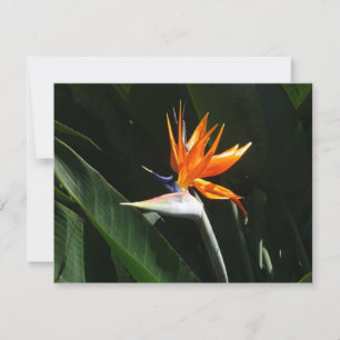 Tarjeta Pájaro del Naranja del paraíso Flor tropical