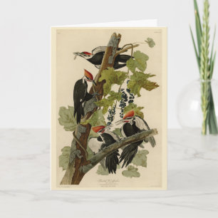 Tarjeta Pájaro leñoso perpendicular de las aves auduónicas