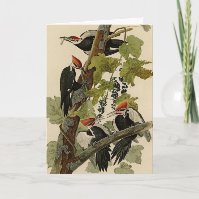 Tarjeta Pájaro leñoso perpendicular de las aves auduónicas (Anverso)