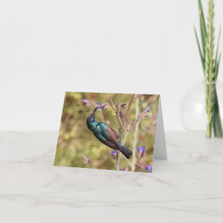Tarjeta Pájaro sol de Palestina, Póster de fauna y flora n