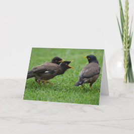 Tarjeta Pájaros de Mina Bebés piden comida