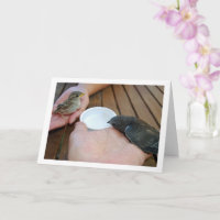 Pájaros de pájaro y gorrión en las manos