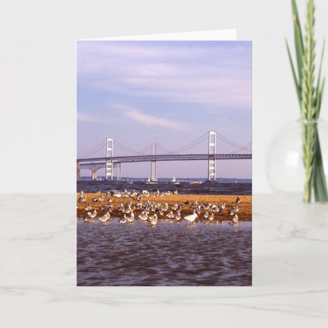 Tarjeta Pájaros en bahía de Chesapeake (Anverso)
