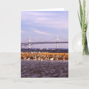 Tarjeta Pájaros en bahía de Chesapeake
