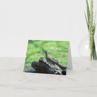 Tarjeta Paloma coa alas blanco