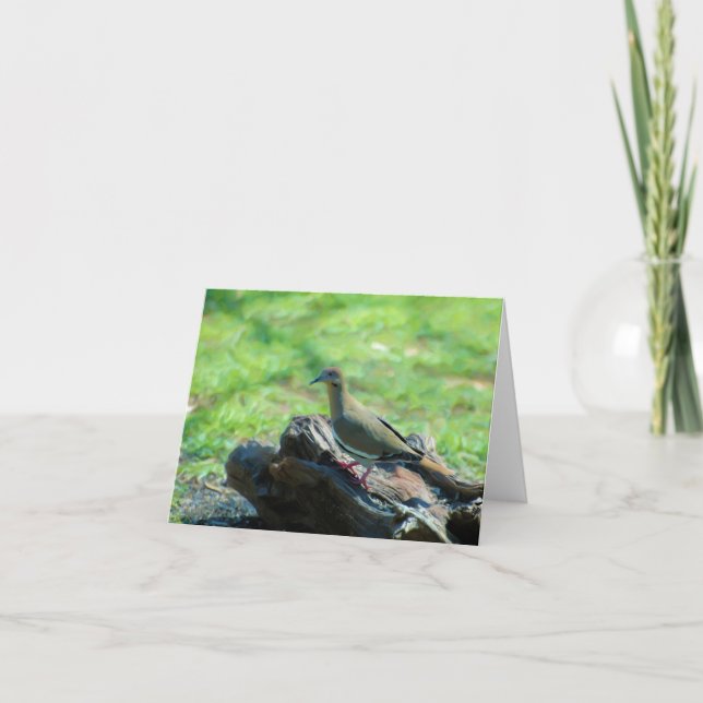 Tarjeta Paloma coa alas blanco (Anverso)