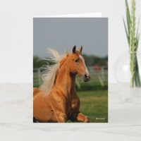 Palomino Tennesee Walking Horse Stallion