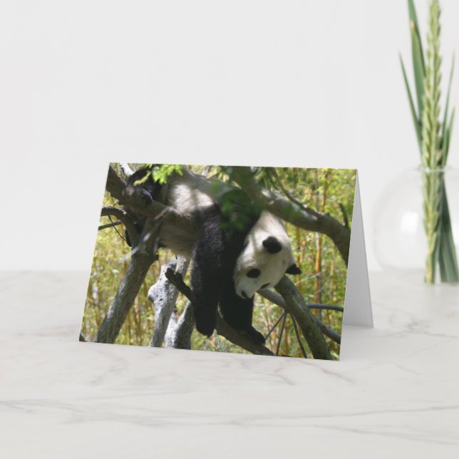 Tarjeta Panda #4 (Anverso)