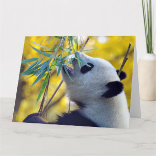 Tarjeta Panda Bear comiendo Bamboo