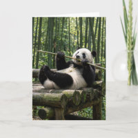 Panda de cumpleaños en una plataforma de troncos