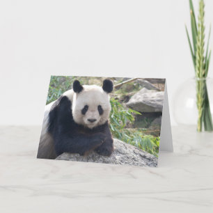 Tarjeta Panda gigante