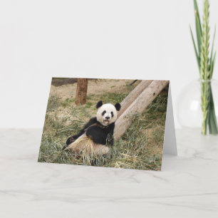 Tarjeta Panda M001