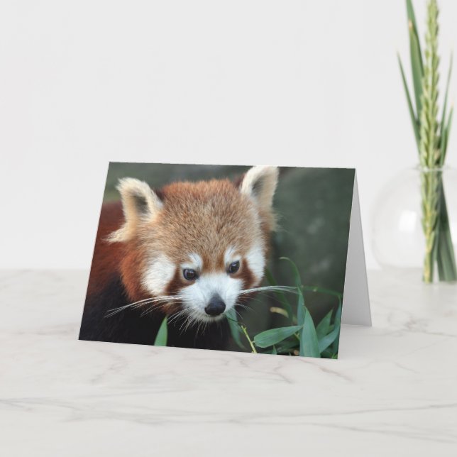 Tarjeta Panda roja, parque zoológico de Taronga, Sydney, (Anverso)