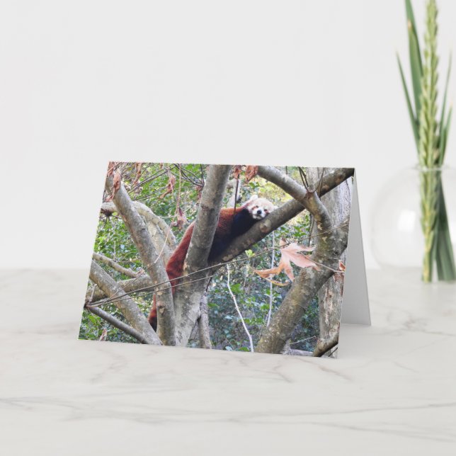 Tarjeta Panda rojo (Anverso)