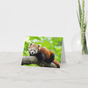 Tarjeta Panda rojo