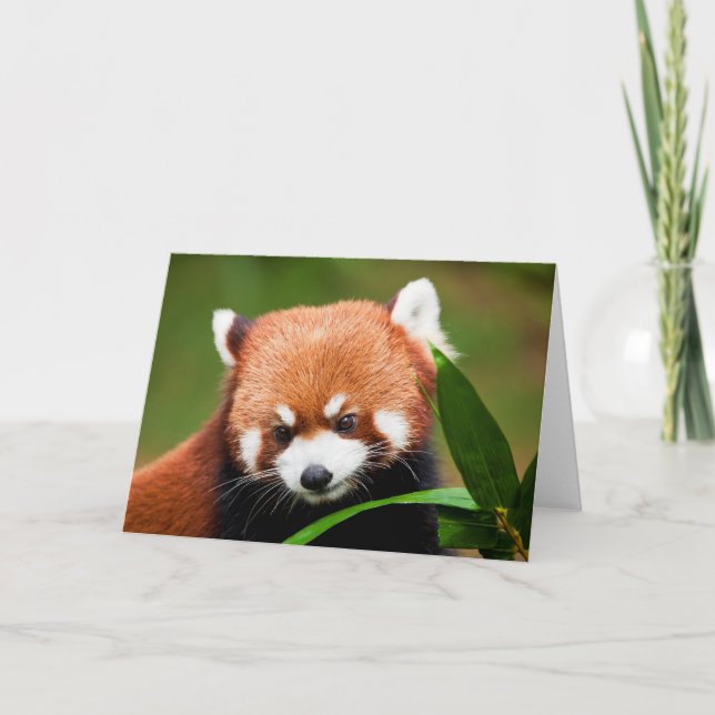 Tarjeta Panda Rojo Adorable (Anverso)