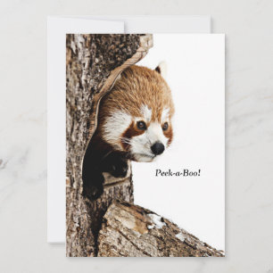 Tarjeta Panda rojo mirando desde un árbol, ¡Peek-a-Boo!