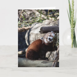 Tarjeta Panda rojo y bambú