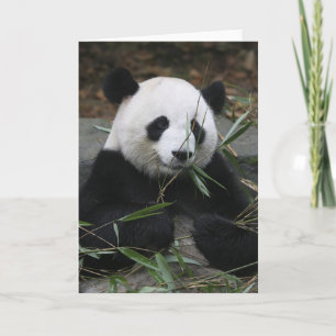 Tarjeta Pandas gigantes en la protección de la panda