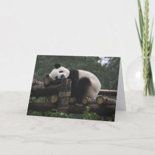 Tarjeta Pandas gigantes en la protección de pandas gigante