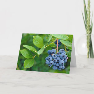 Tarjeta pandilla de arándanos en bush