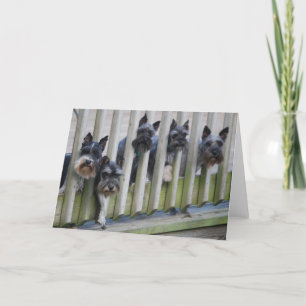 Tarjeta pandilla de perros