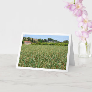 Tarjeta panorámica Onion Field