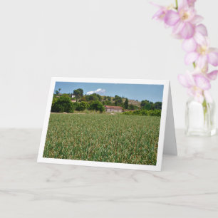 Tarjeta panorámica Onion Field