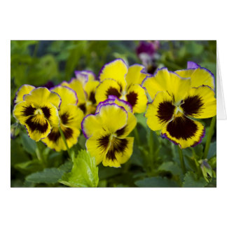 Tarjeta Pansies