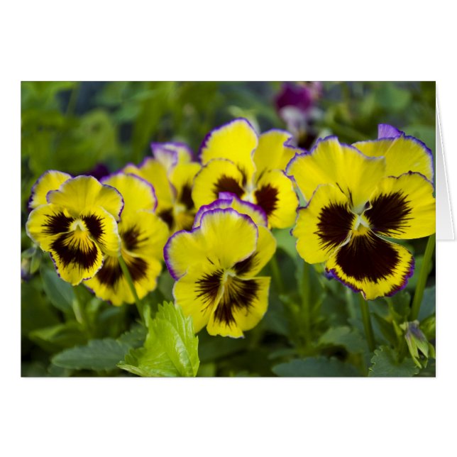 Tarjeta Pansies (Anverso (Horizontal))