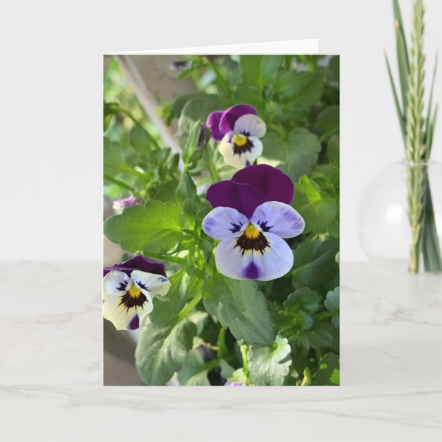 Tarjeta Pansies azules en blanco (Anverso)
