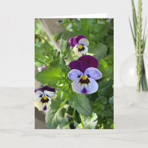 Tarjeta Pansies azules en blanco
