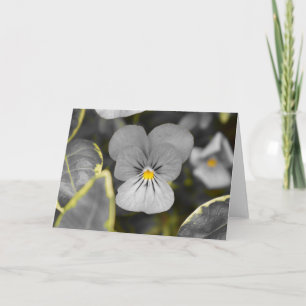Tarjeta Pansies / Color aislado