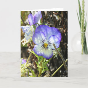 Tarjeta "Pansy Bonito"
