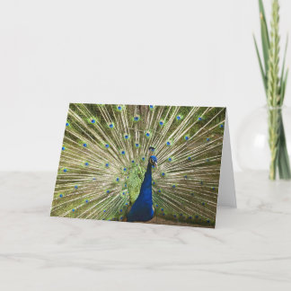 Tarjeta Pantalla Peacock