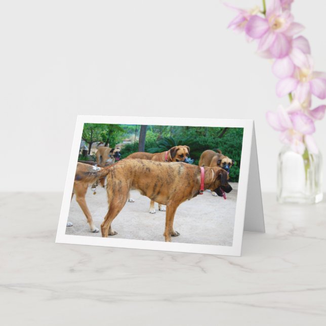 Tarjeta Paquete de perros (Orquídea)