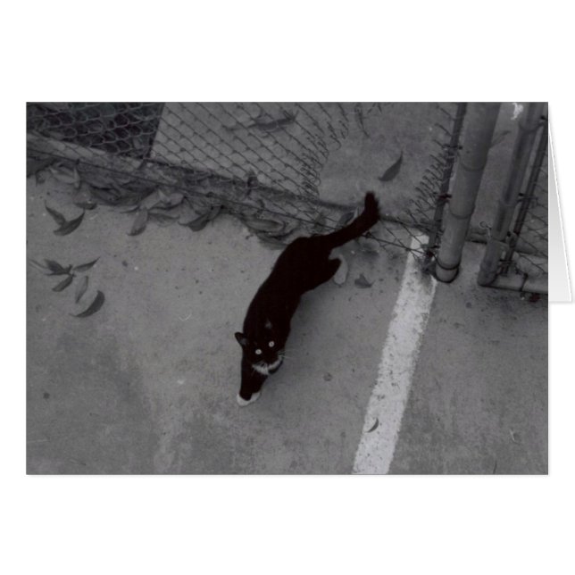 Tarjeta para gato negro y blanco (Anverso (Horizontal))