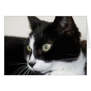 Tarjeta para gato Tuxedo