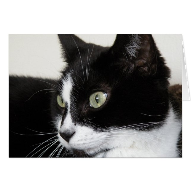 Tarjeta para gato Tuxedo (Anverso (Horizontal))