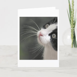 Tarjeta para los Whiskers