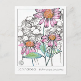 Tarjeta para plantas de estudio de hierbas Echinac