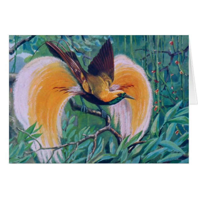 Tarjeta Paradise Bird (Anverso (Horizontal))