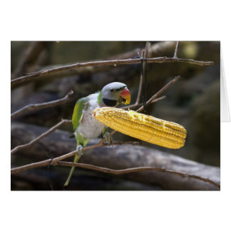 Tarjeta Parakeet con Cabecera Blossom
