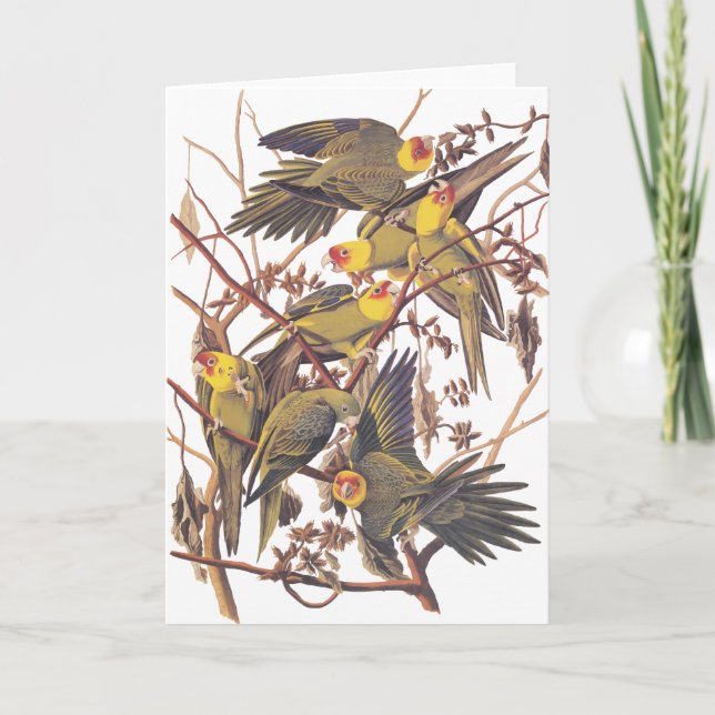 Tarjeta Parakeet de Carolina de Audubon (Anverso)